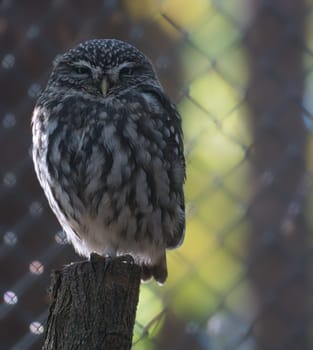a small kautz on a tree trunk. the gaze goes to the viewer