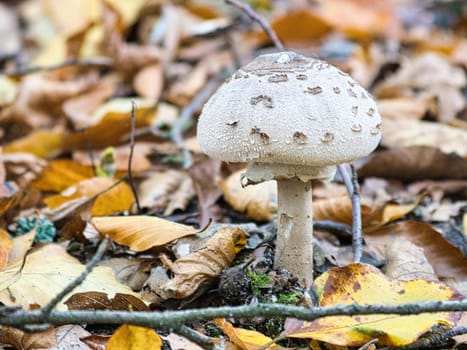 mushroom in the deciduous forest discovered while looking. beautiful light mood and exempted.