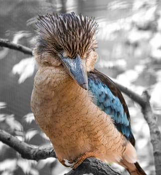 laughing hans on a branch. Beautiful colorful plumage of the Australian bird. interesting observation of the animal. Animal recording in germany