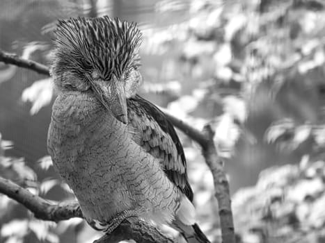 Laughing Hans in black and white. on a branch. Beautiful colorful plumage of the Australian bird. Interesting observation of the animal. Animal photos in Germany