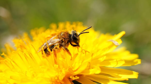 Honey bee on a flower collecting nectar. Macro shot in summer sunshine