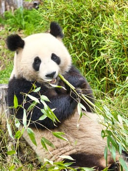 big panda sitting eating bamboo. Endangered species. Black and white mammal that looks like a teddy bear. Deep photo of a rare bear.