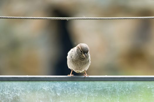 brown sparrow sitting on a wire rope. small songbird with beautiful plumage. the sparrow is an endangered bird. Recorded in Germany