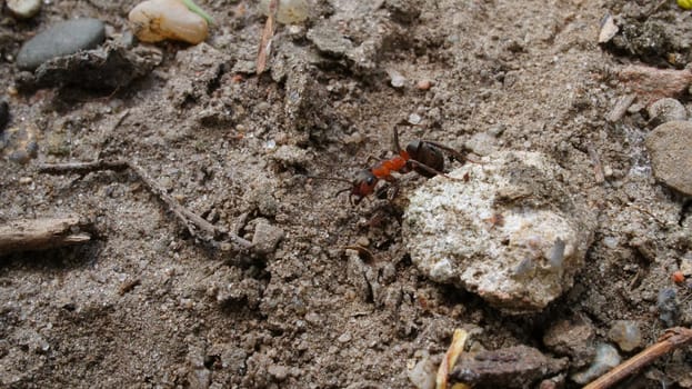 Ant collecting food in close up . the small industrious insects are very nimble