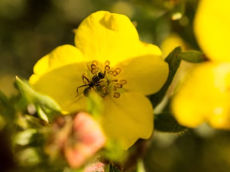 Ant collecting food in close up . the small industrious insects are very nimble