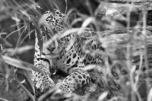 Jaguar in black and white, lying behind grass. spotted fur, camouflaged lurking. The big cat is a predator. Look to the viewer. Animal photo of a hunter