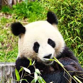 big panda sitting eating bamboo. Endangered species. Black and white mammal that looks like a teddy bear. Deep photo of a rare bear.