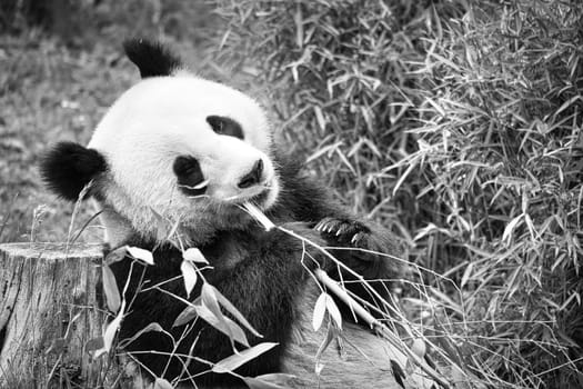 big panda in black and white, sitting eating bamboo. Endangered species. Black and white mammal that looks like a teddy bear. Deep photo of a rare bear.