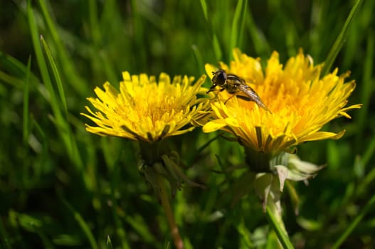 dandelion or also called pusteblume, in yellow fabrohen colors. there are them everywhere and also in large lengths, but also the detailsof this flower are beautiful