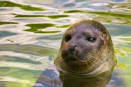close-up view of the head of a sea seal at the berlin zoo. cute mammals that are wonderful to watch