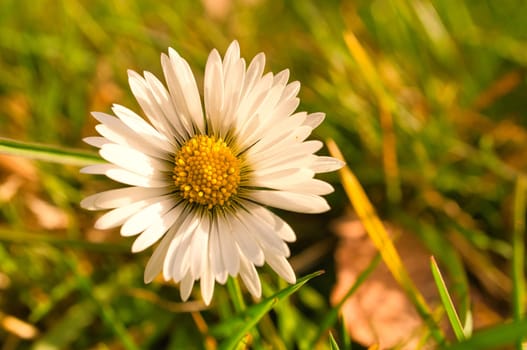 Daisies on a meadow. White pink flowers in the green meadow. Delicate colors in nature