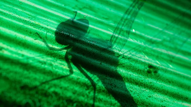 a dragonfly on the roof. you can see only the siluette. other perspective of these fragile insects