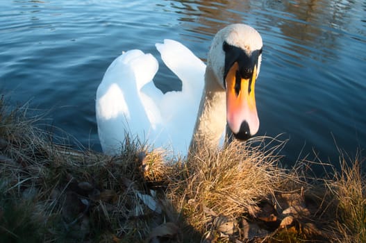 Mute swan on the shore. Interested look of the water bird. Bird from Brandenburg. Animal photo from nature