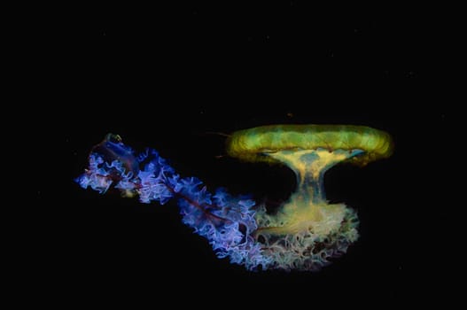 jellyfish floating in aquarium isolated shown. long tentacles. Marine animal, invertebrate. Animal photo from the salt water