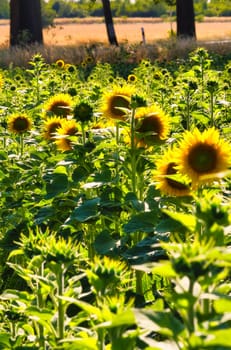 Sunflower field with many yellow flowers. Sunflower oil is produced from the seeds. Plants photo from nature