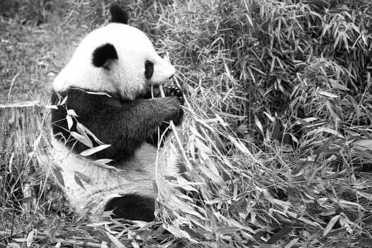 big panda in black and white, sitting eating bamboo. Endangered species. Black and white mammal that looks like a teddy bear. Deep photo of a rare bear.