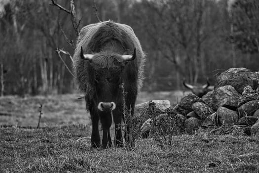 Black and white shot of highland cattle on a meadow. Powerful horns brown fur. Agriculture and animal breeding. Mammals from Scotland.