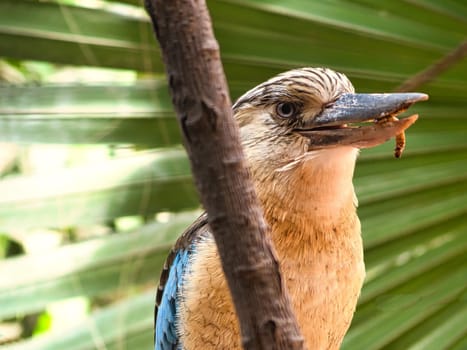 laughing hans on a branch feeding mealworm. Beautiful colorful plumage of the australian bird. interesting observation of the animal. Animal recording in germany
