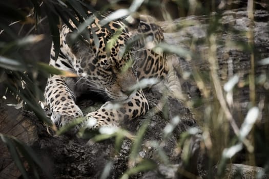 Jaguar lying behind grass. spotted fur, camouflaged lurking. The big cat is a predator. Look to the viewer. Animal photo of a hunter