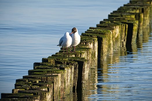 Groynes jutting into the Baltic Sea. Seagulls sit on the groynes. Landscape by the sea. Vacation resort in Germany