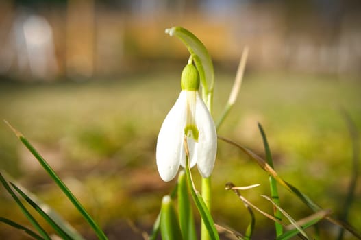 Lily of the valley on the forest floor. green leaves, white flowers. Early bloomers that herald the spring. Flowers photo from nature