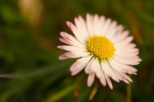 Daisy with a lot of bokeh on a meadow. Focus on the pollen of the flowers. Delicate colors in nature
