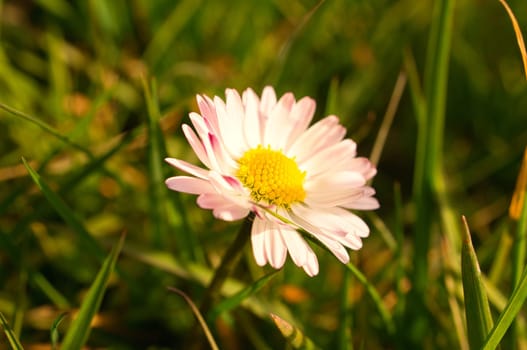 Daisies on a meadow. White pink flowers in the green meadow. Delicate colors in nature