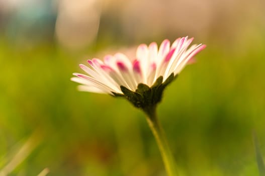 Daisy with lots of bokeh on a meadow. bright out of focus on the flower. Delicate colors in nature