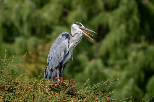 Side view of a gray heron standing on a green hilltop against a blurred green background