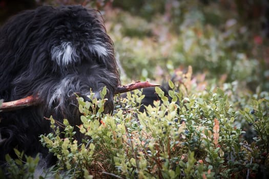 Goldendoodle is lying with a stick in the blueberry field in a forest. Hybrid dog playing relaxed. Animal photo of dog