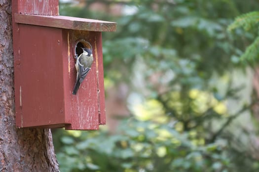 Great tit on a red bird house. Animal shot of a songbird from nature. Animal photo