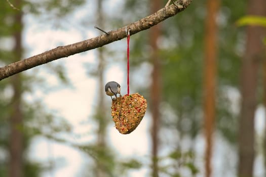 Nuthatch, observed at a feeder heart feeding in the forest. Small gray and white bird. Animal photo from nature