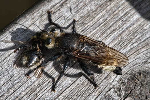 Yellow murder fly or yellow robber fly with a bumblebee as prey. The insect is sucked out by the hunter. Yellow black hairs cover the hunter. Macro shot from nature