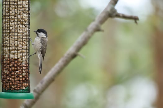 Great tit sitting in tree on a branch. Wild animal foraging for food. Animal shot of a bird from nature