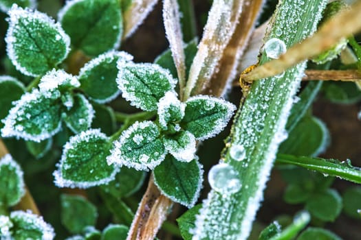 Ice crystals on still green plants. Close up of frozen water. Macro shot from nature