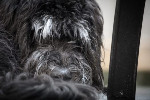 Goldendoodle lying on a wooden terrace. Hybrid dog curled up and curly fur facing the viewer. Animal photo of a dog