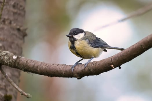 Great tit sitting in tree on a branch. Wild animal foraging for food. Animal shot of a bird from nature