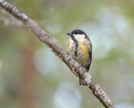 Great tit sitting in tree on a branch. Wild animal foraging for food. Animal shot of a bird from nature