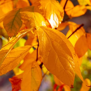 Colorful dotted autumn leaves