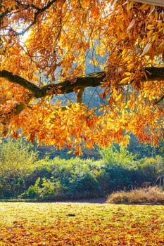 Colorful dotted autumn leaves