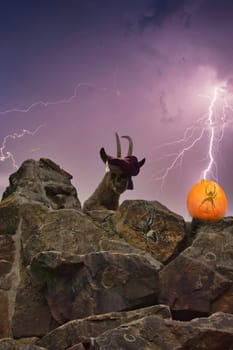 image composing for Halloween with ibex, skull, bayonet, cross spider, pumpkin, creepy. Composite images for the holiday. Composing