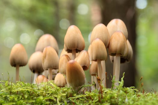 Mushrooms growing on a tree trunk in the forest