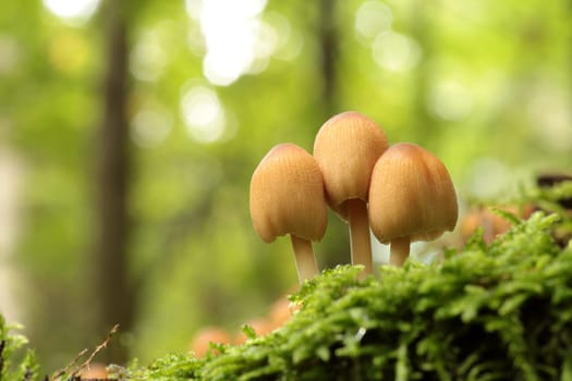 Mushrooms growing on a tree trunk in the forest