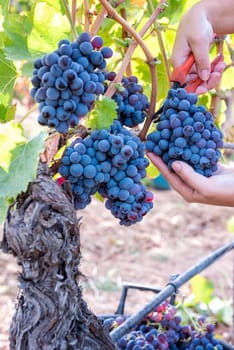 Cannonau grapes. Young woman manually harvesting the bunches of grapes with scissors. Traditional agriculture. Sardinia.