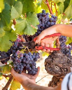Cannonau grapes. Young woman manually harvesting the bunches of grapes with scissors. Traditional agriculture. Sardinia.