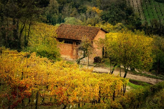 wineland landscape of Barolo wine region, langhe, Piemont, Italy