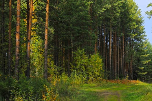 Large coniferous trees in the forest. Beauty of nature. Forest background.