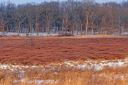 Winter Colors in a Leatherleaf Bog in Moraine Hills State Park in Illinois