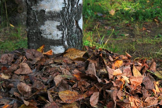 Birch trunk strewn with yellow-orange leaves close-up. Autumn landscape.