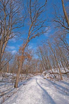 Dormant Trees Arching Over A Winter Trail in Moraine Hills State Park in Illinois